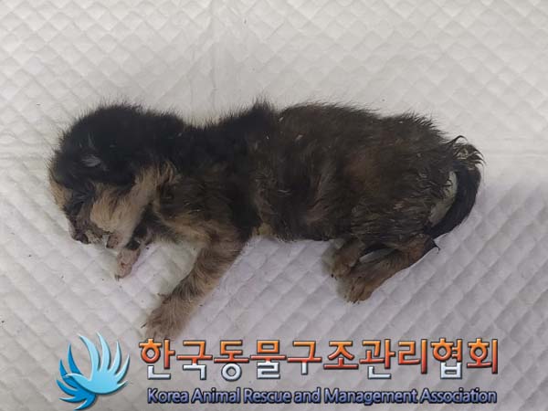 한국동물구조관리협회_441560202300701
